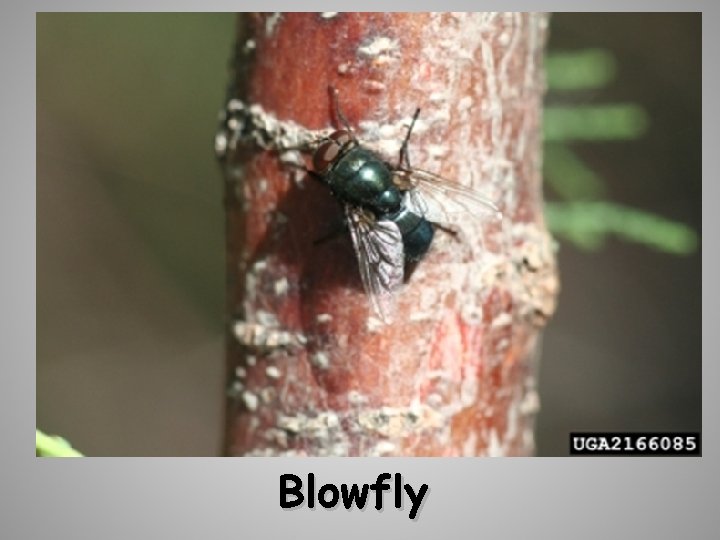Blowfly 