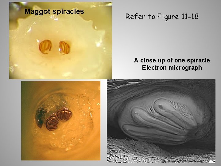 Maggot spiracles Refer to Figure 11 -18 A close up of one spiracle Electron