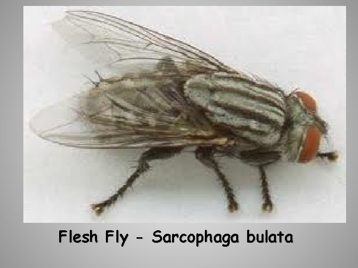 Flesh Fly - Sarcophaga bulata 