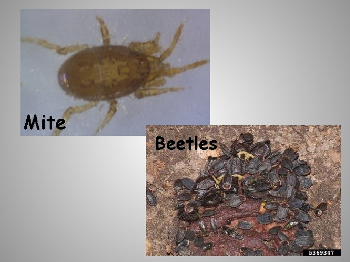Mite Beetles 