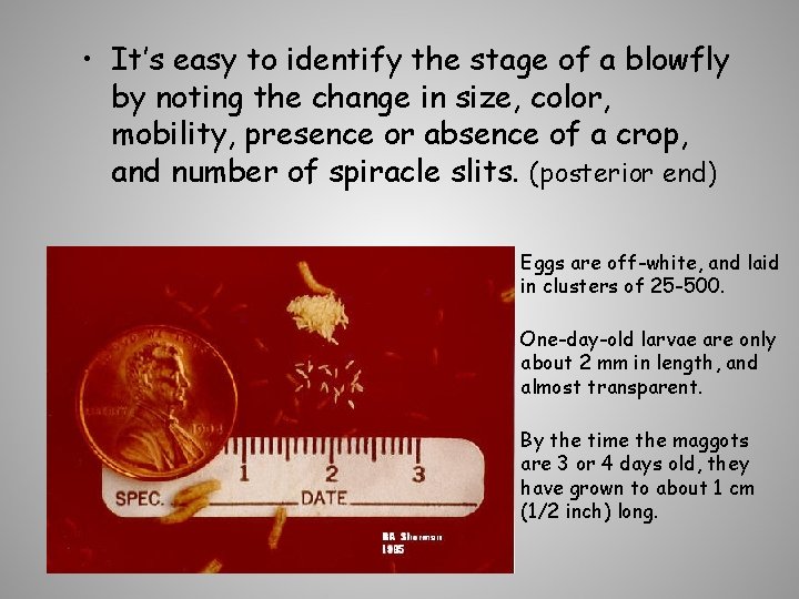  • It’s easy to identify the stage of a blowfly by noting the