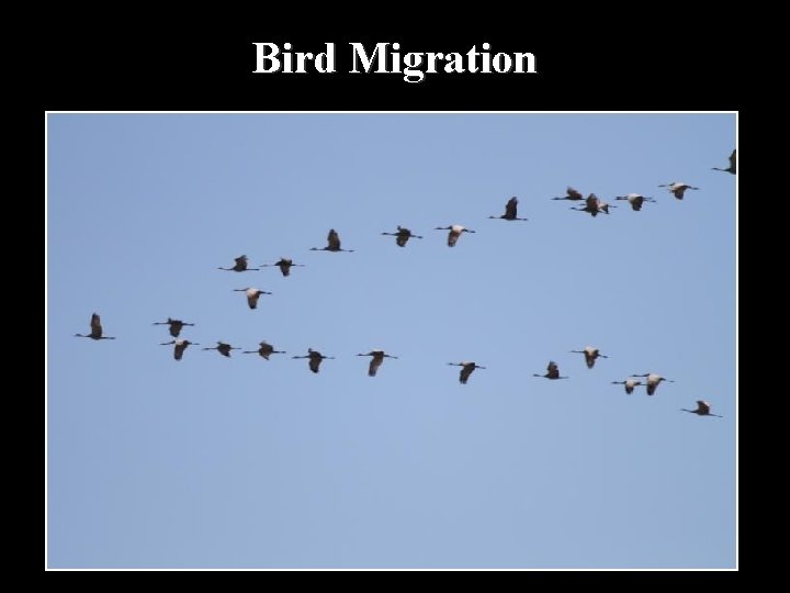 Bird Migration 