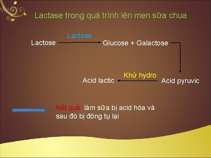 Lactase trong quá trình lên men sữa chua Lactose Lactase Glucose + Galactose Acid