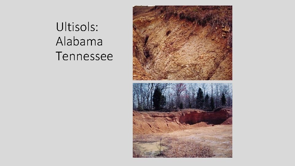 Ultisols: Alabama Tennessee 