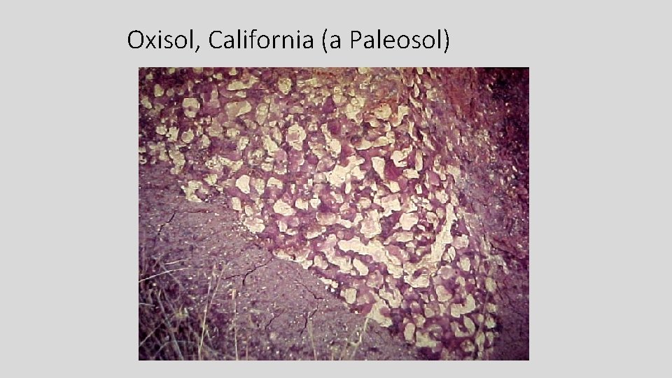 Oxisol, California (a Paleosol) 