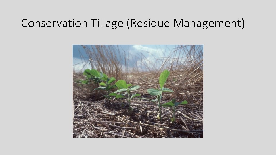 Conservation Tillage (Residue Management) 