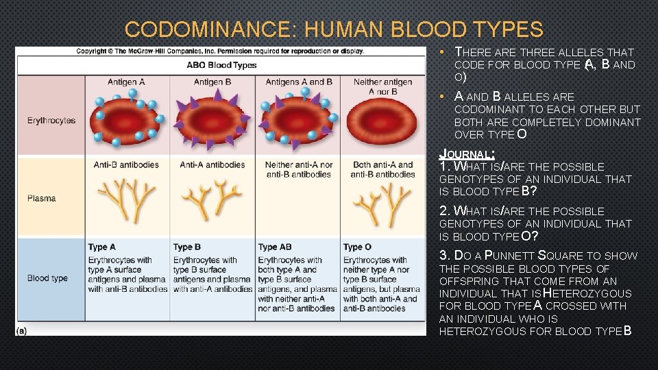 CODOMINANCE: HUMAN BLOOD TYPES • THERE ARE THREE ALLELES THAT CODE FOR BLOOD TYPE
