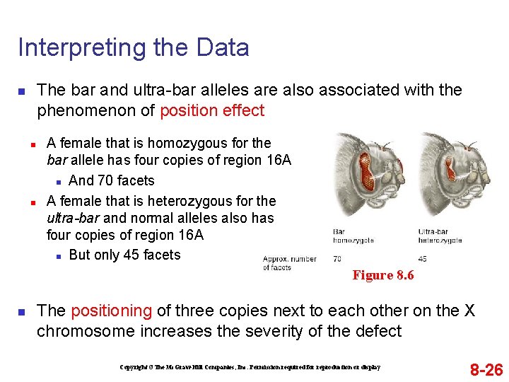 Interpreting the Data The bar and ultra-bar alleles are also associated with the phenomenon