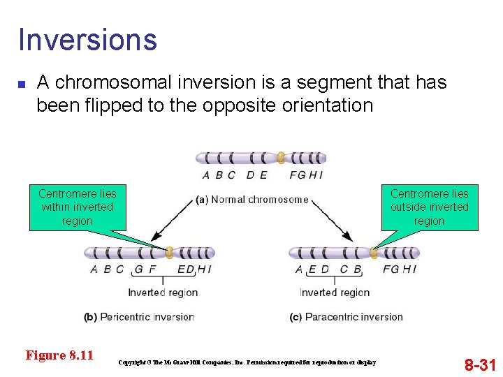 Inversions n A chromosomal inversion is a segment that has been flipped to the
