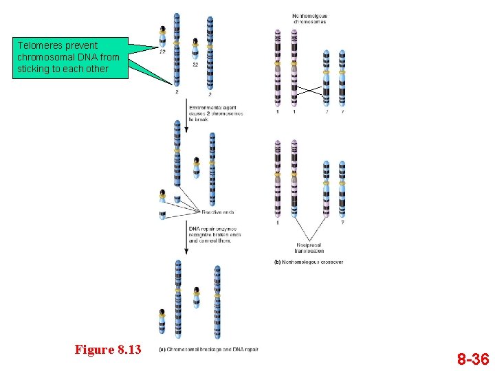 Telomeres prevent chromosomal DNA from sticking to each other Figure 8. 13 8 -36