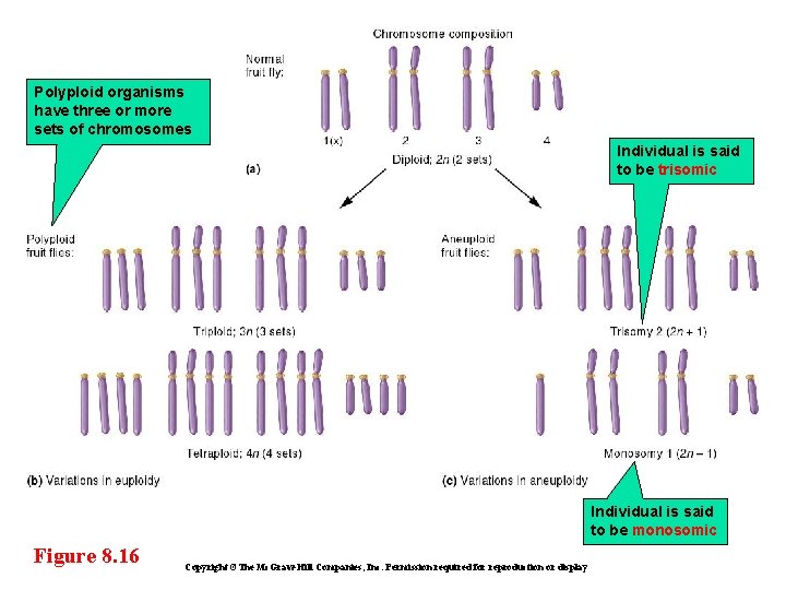 Polyploid organisms have three or more sets of chromosomes Individual is said to be