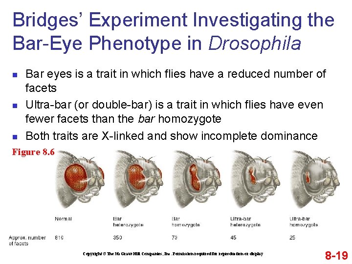 Bridges’ Experiment Investigating the Bar-Eye Phenotype in Drosophila n n n Bar eyes is
