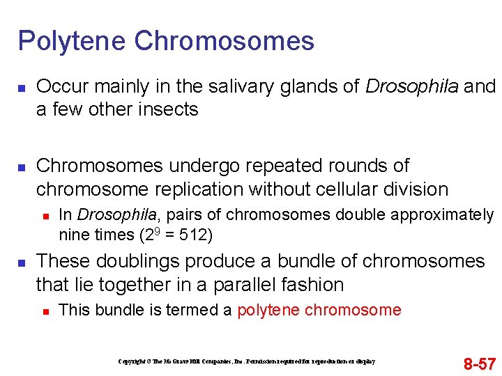 Polytene Chromosomes n n Occur mainly in the salivary glands of Drosophila and a