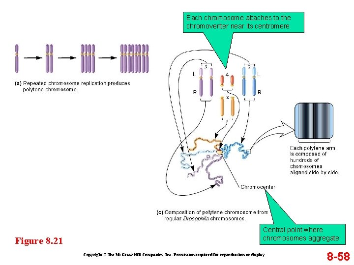 Each chromosome attaches to the chromoventer near its centromere Figure 8. 21 Central point