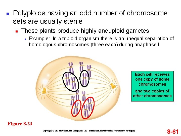 n Polyploids having an odd number of chromosome sets are usually sterile n These