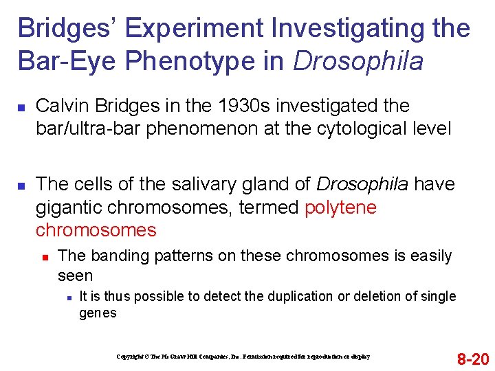 Bridges’ Experiment Investigating the Bar-Eye Phenotype in Drosophila n n Calvin Bridges in the