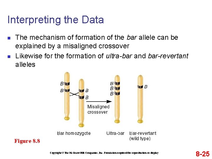 Interpreting the Data n n The mechanism of formation of the bar allele can