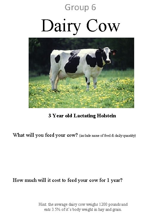 Group 6 Dairy Cow 3 Year old Lactating Holstein What will you feed your