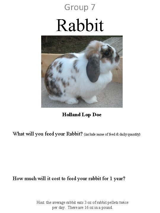 Group 7 Rabbit Holland Lop Doe What will you feed your Rabbit? (include name