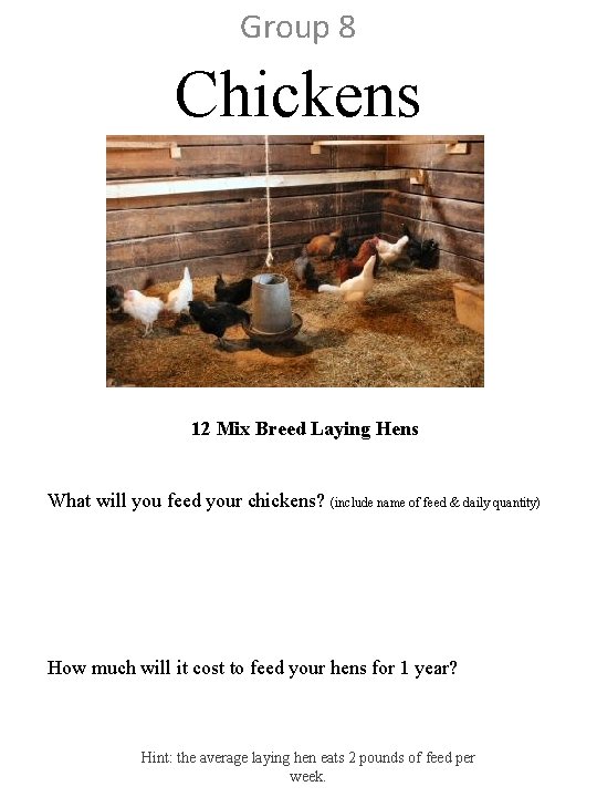 Group 8 Chickens 12 Mix Breed Laying Hens What will you feed your chickens?