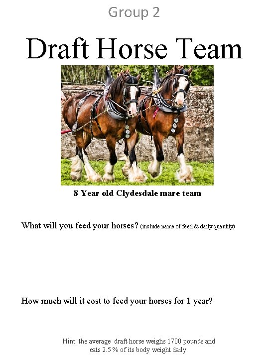 Group 2 Draft Horse Team 8 Year old Clydesdale mare team What will you