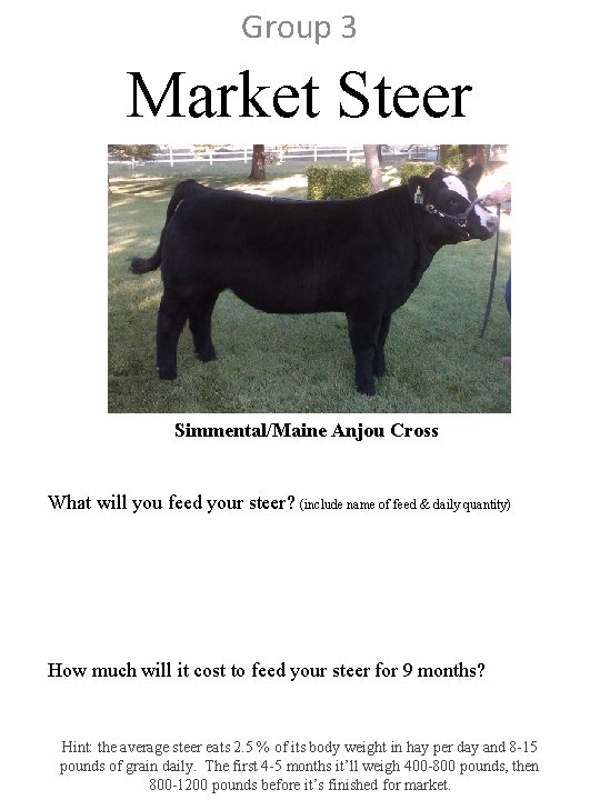 Group 3 Market Steer Simmental/Maine Anjou Cross What will you feed your steer? (include