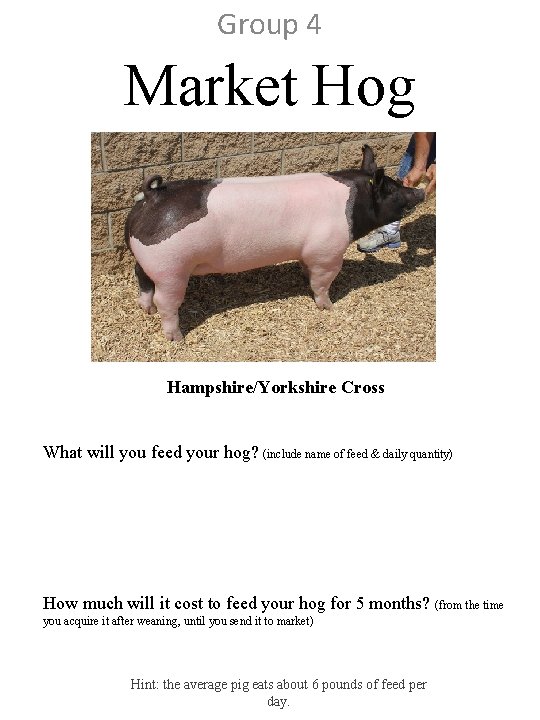 Group 4 Market Hog Hampshire/Yorkshire Cross What will you feed your hog? (include name