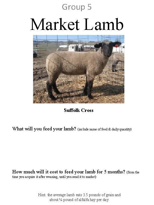 Group 5 Market Lamb Suffolk Cross What will you feed your lamb? (include name