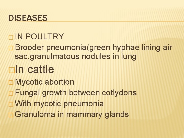 DISEASES � IN POULTRY � Brooder pneumonia(green hyphae lining air sac, granulmatous nodules in