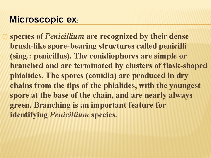 Microscopic ex: � species of Penicillium are recognized by their dense brush-like spore-bearing structures