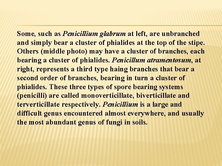 Some, such as Penicillium glabrum at left, are unbranched and simply bear a cluster