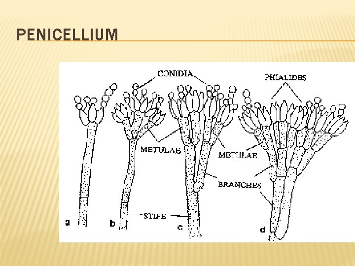 PENICELLIUM 