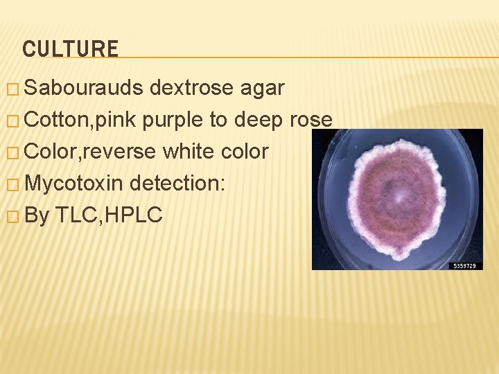 CULTURE � Sabourauds dextrose agar � Cotton, pink purple to deep rose � Color,