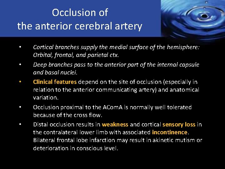 Occlusion of the anterior cerebral artery • • • Cortical branches supply the medial