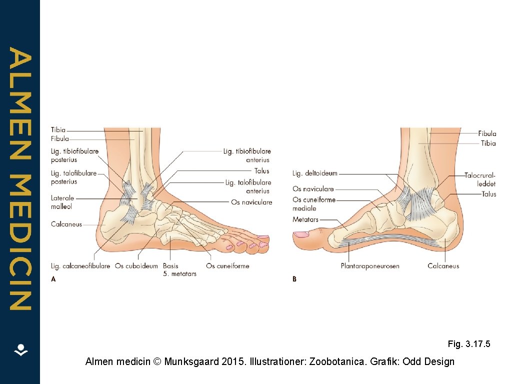 Fig. 3. 17. 5 Almen medicin © Munksgaard 2015. Illustrationer: Zoobotanica. Grafik: Odd Design