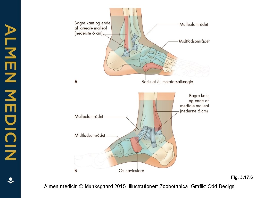 Fig. 3. 17. 6 Almen medicin © Munksgaard 2015. Illustrationer: Zoobotanica. Grafik: Odd Design