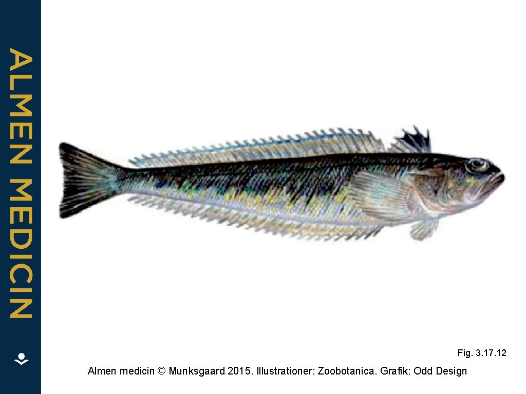 Fig. 3. 17. 12 Almen medicin © Munksgaard 2015. Illustrationer: Zoobotanica. Grafik: Odd Design