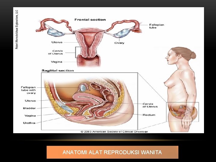 ANATOMI ALAT REPRODUKSI WANITA 