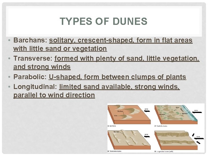 TYPES OF DUNES • Barchans: solitary, crescent-shaped, form in flat areas with little sand