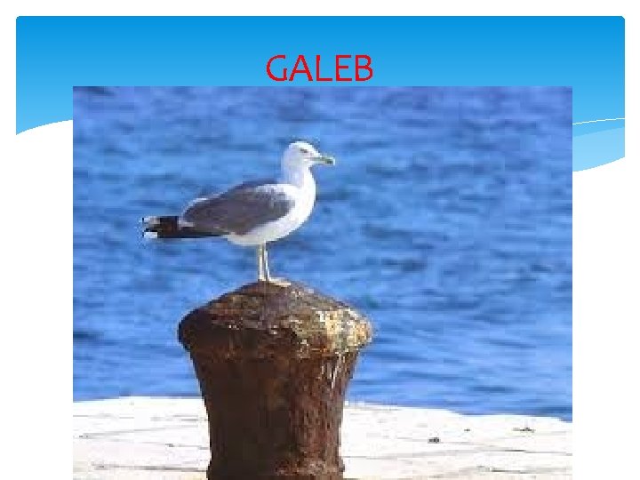 GALEB 