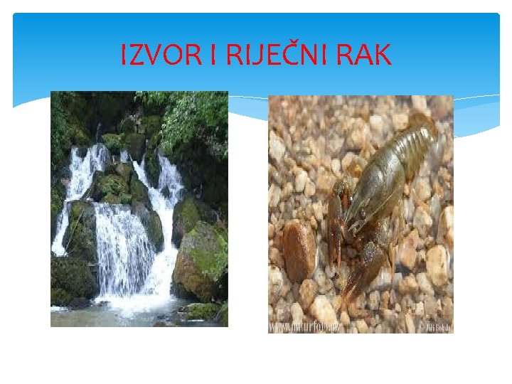 IZVOR I RIJEČNI RAK 