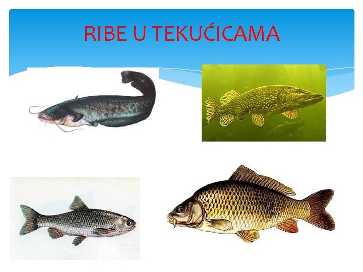 RIBE U TEKUĆICAMA 