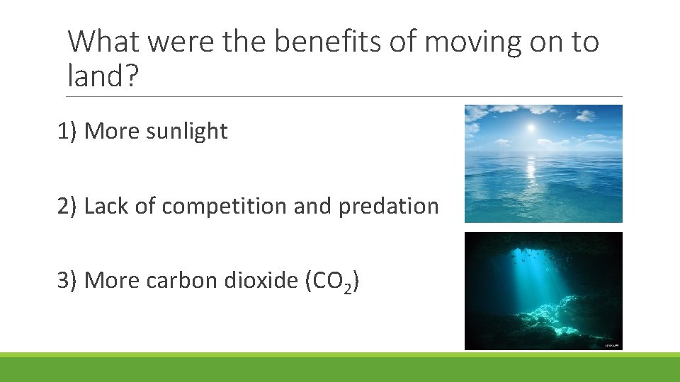 What were the benefits of moving on to land? 1) More sunlight 2) Lack
