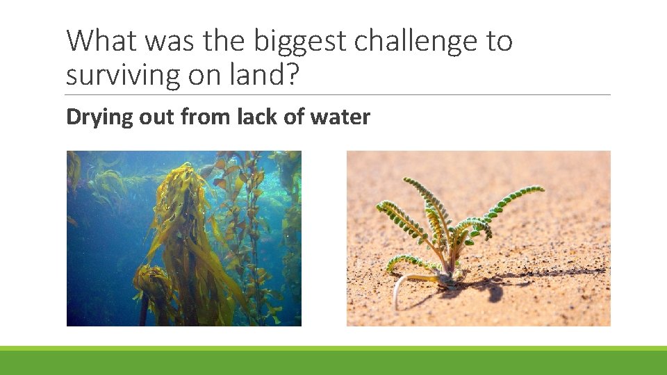 What was the biggest challenge to surviving on land? Drying out from lack of