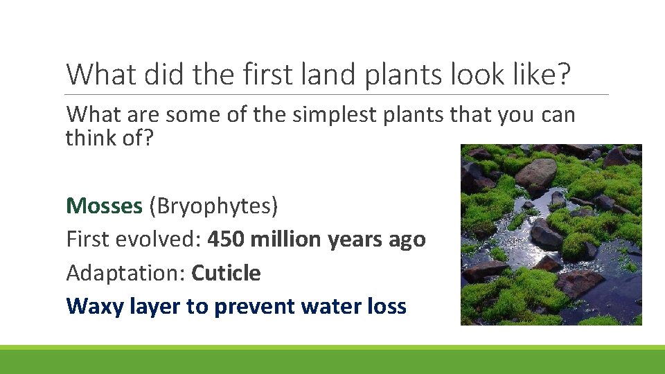 What did the first land plants look like? What are some of the simplest