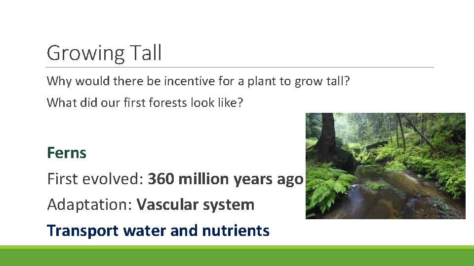 Growing Tall Why would there be incentive for a plant to grow tall? What