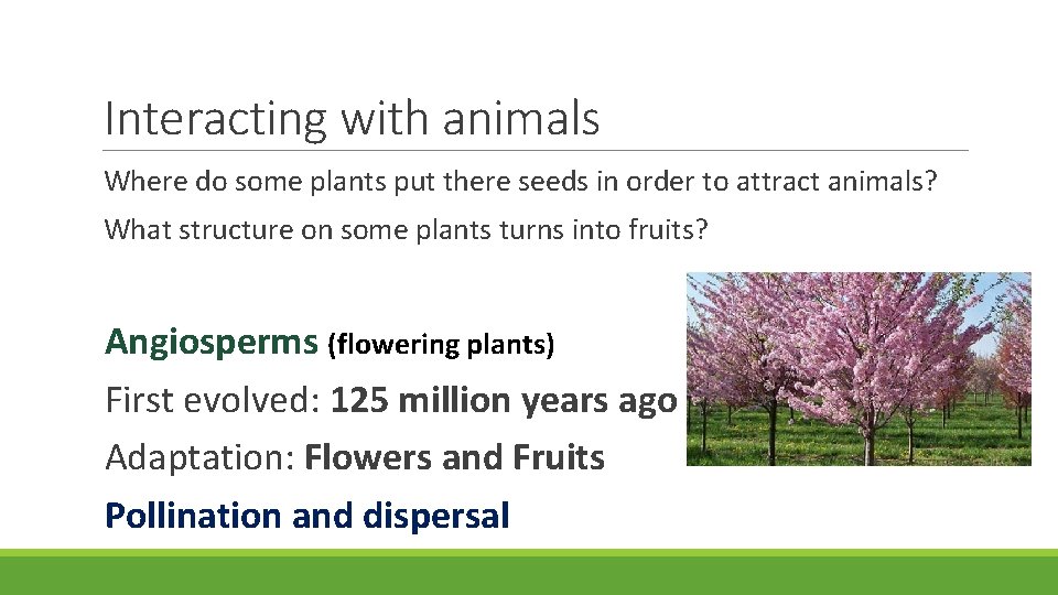 Interacting with animals Where do some plants put there seeds in order to attract