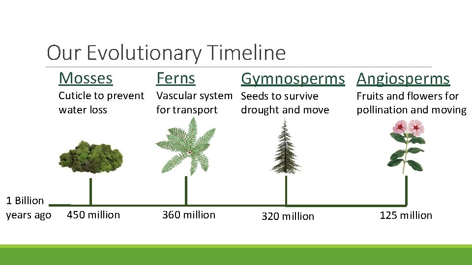 Our Evolutionary Timeline Mosses Ferns Gymnosperms Angiosperms Cuticle to prevent Vascular system Seeds to