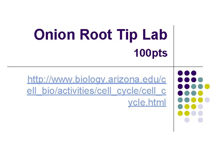 Onion Root Tip Lab 100 pts http: //www. biology. arizona. edu/c ell_bio/activities/cell_cycle/cell_c ycle. html