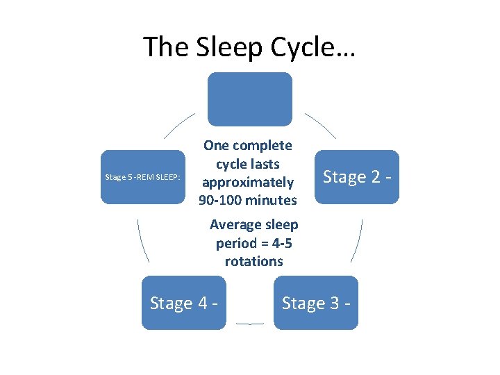 The Sleep Cycle… Stage 5 -REM SLEEP: One complete cycle lasts approximately 90 -100
